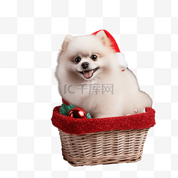 一只白色的小博美犬坐在篮子里，