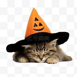 戴着女巫帽子的滑稽小猫睡在杰克