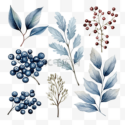 古色风景图片_冬季植物和浆果的水彩插图
