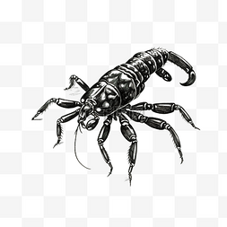 昆虫害虫图片_黑色涂鸦蝎子
