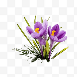 番红花花束图片_番红花花春天第一个紫色藏红花与