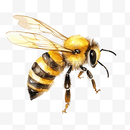 蜂巢背景图片_水彩插图蜜蜂