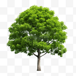 孤立的大树 PNG
