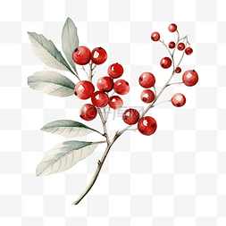 红花卡图片_冬季植物和浆果的水彩插图