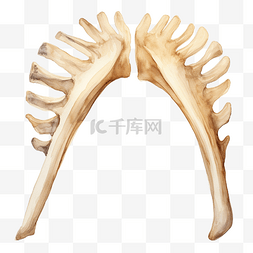 骨骼系统图片_水彩肋骨