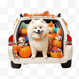 有趣的宠物狗坐在汽车后备箱装饰