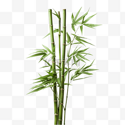 竹树 薄竹植物