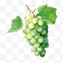 绿葡萄图片_水彩绿葡萄