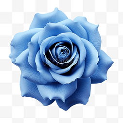 天花卉图片_蓝色玫瑰花朵元素