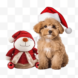 辦公電腦图片_圣诞夜，小宠物狗 balona 和一只 Mal