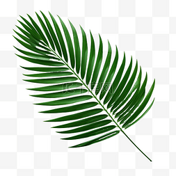 绿色热带树枝棕榈叶与阴影PNG文件