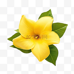 曼德维拉黄色花