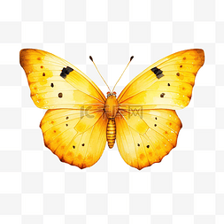 水彩黄色蝴蝶