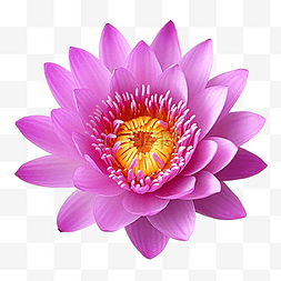 背景荷花图片_紫色莲花与剪切路径隔离