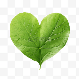 健康绿色环境图片_叶子上的绿色心