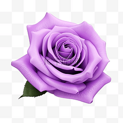 美丽的紫罗兰玫瑰花
