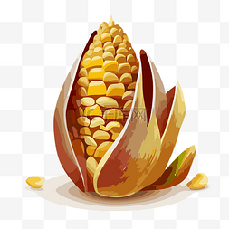 玉米和玉米粒图片_玉米粒