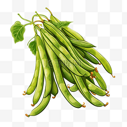 豆类蔬菜png插图