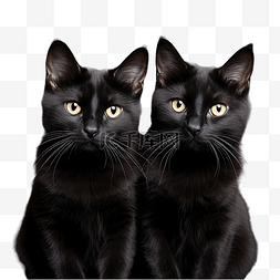 武武图片_可爱的黑猫