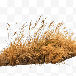 植物世界背景图片_棕色草山 PNG
