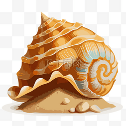 白色贝壳图片_海滩贝壳 向量