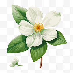 白色的玉兰花图片_白色的花 向量