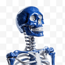 蓝色骨骼人体图片_经典蓝色深色的假骨架