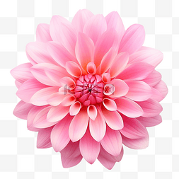 粉色植物水彩图片_孤立的粉紅色花