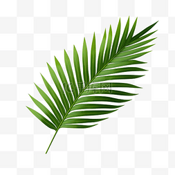 绿色热带树枝棕榈叶与阴影PNG文件