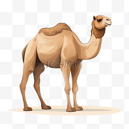 不露面的骆驼插画