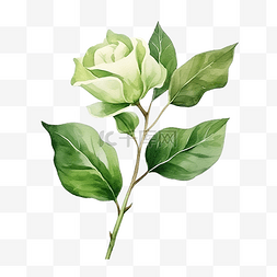 白色绿叶背景图片_孤立的白色背景水彩插图植物画上