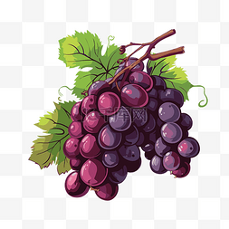 一串葡萄卡通图片_釀酒葡萄 向量