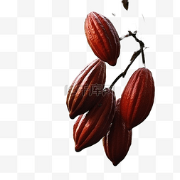 巧克力色背景图片_挂在树上的可可果