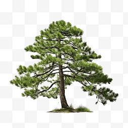 绿松石色图片_孤立的松树