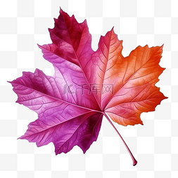 葡萄叶在写实风格秋叶彩色png插图