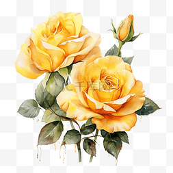 水彩和绘画盛开的黄玫瑰数字绘画