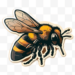 卡通蜜蜂贴纸图片_白色背景上的蜜蜂贴纸 向量
