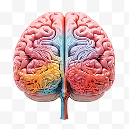 人类大脑 PNG
