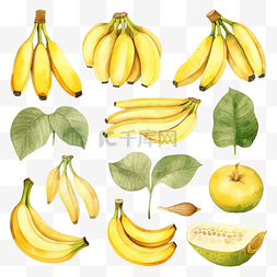 水彩香蕉水果剪贴画