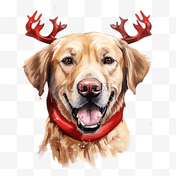 金色猎犬与红色驯鹿鹿角圣诞节拉