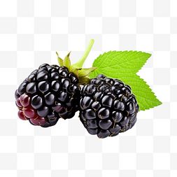 黑色覆盆子图片_黑莓剪出 PNG 黑莓