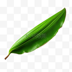 白色生态图片_孤立在白色背景上的绿色香蕉叶