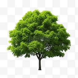 孤立的绿色天然树
