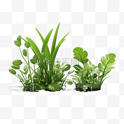 水生植物植物图片_水生植物的 3d 插图