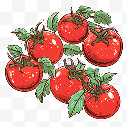 西红柿剪贴画手绘插图红西红柿与