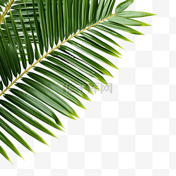 椰子林图片_夏季椰子棕榈树叶角装饰