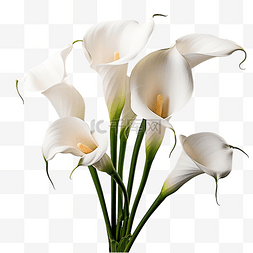 祝贺花束图片_白色马蹄莲