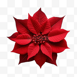 品红花图片_圣诞星植物一品红大戟 pulcherrima 