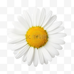 一朵白色花图片_草地上的一朵雏菊洋甘菊