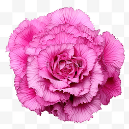 花的照片图片_粉红色装饰卷心菜观赏羽衣甘蓝特